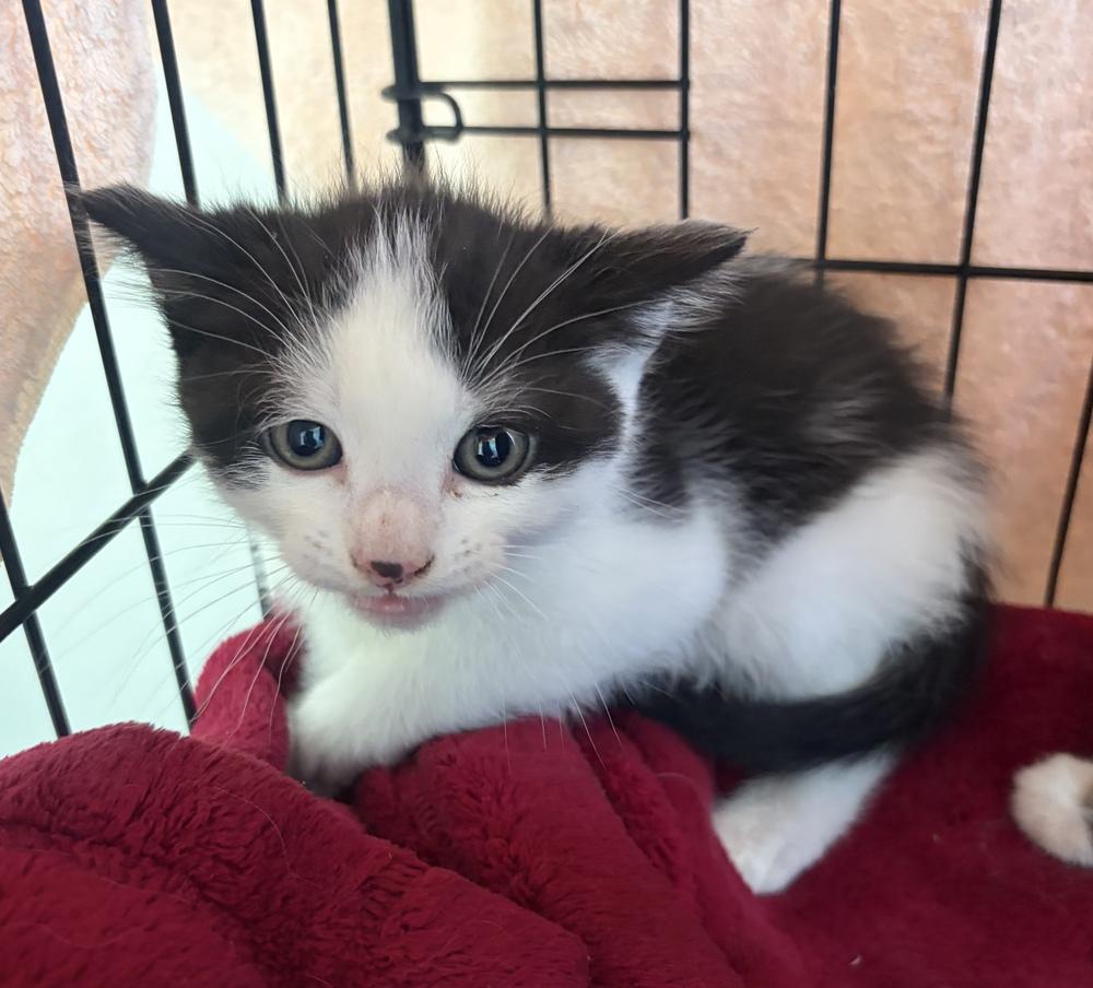 Enlarge Splash, a Adoptable mixed breed in Challis, ID image 2/6