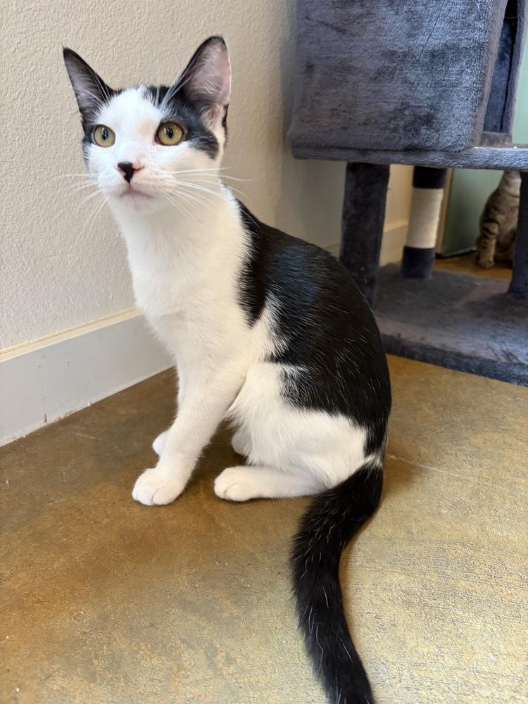 Enlarge Splash, a Adoptable mixed breed in Challis, ID image 3/6