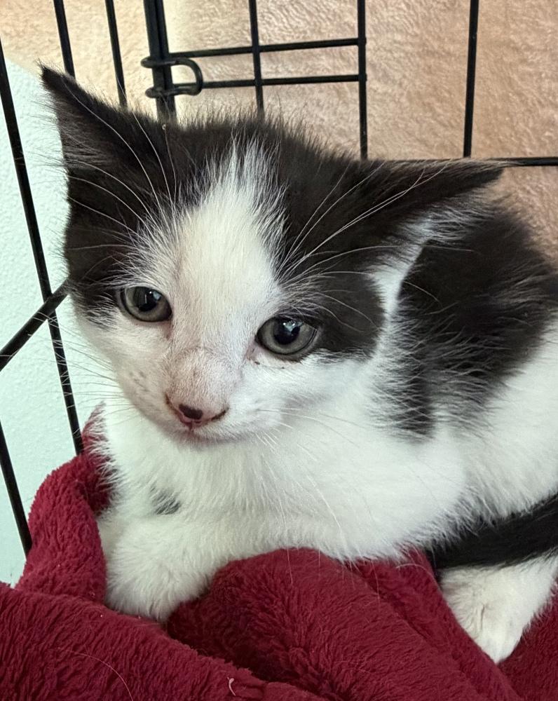 Splash, a Adoptable mixed breed in Challis, ID image 2/6