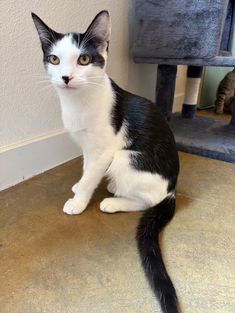 Enlarge Splash, a Adoptable mixed breed in Challis, ID image 6/6