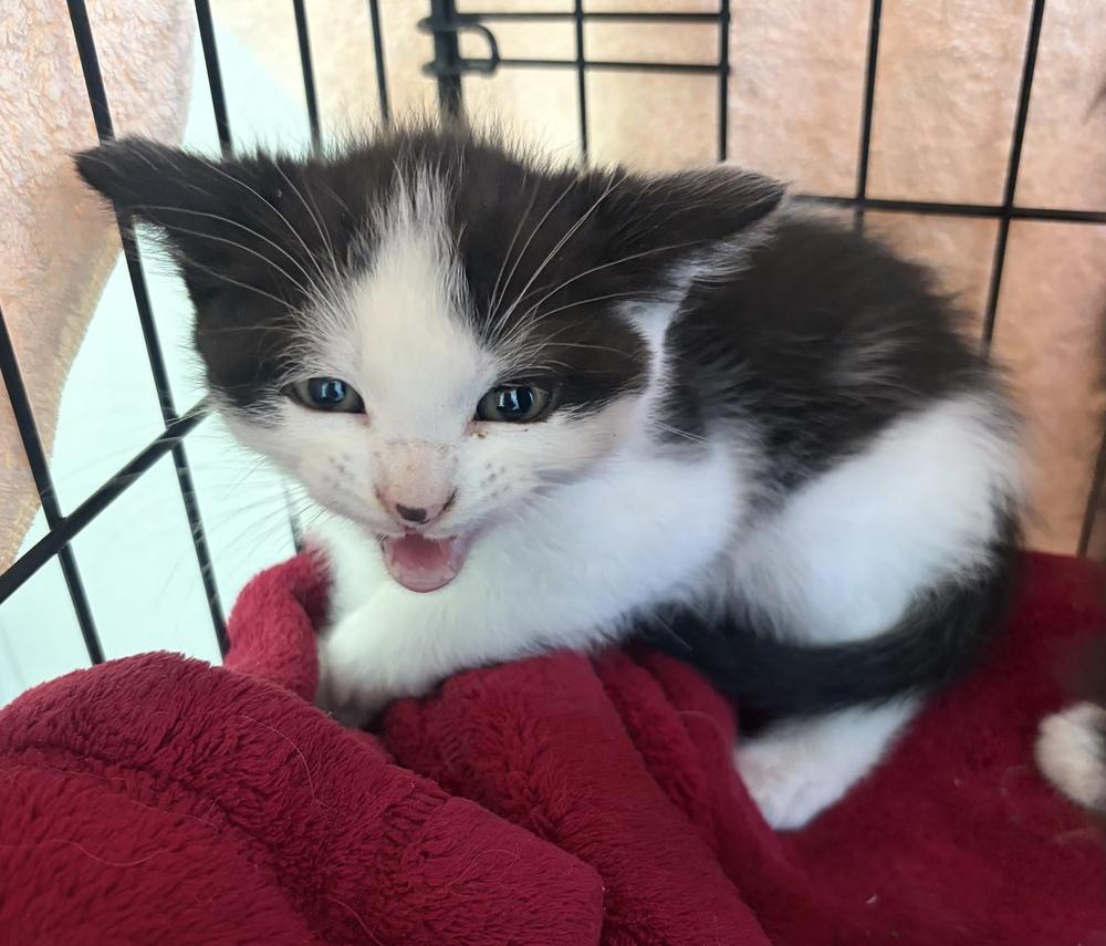 Splash, a Adoptable mixed breed in Challis, ID image 4/6