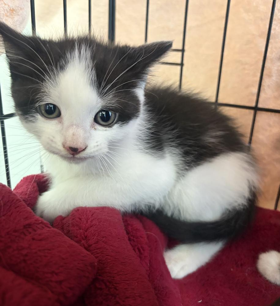 Splash, a Adoptable mixed breed in Challis, ID image 5/6