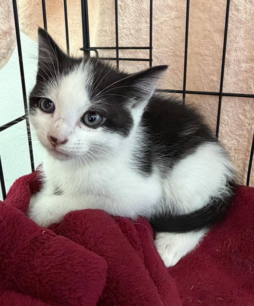 Splash, a Adoptable mixed breed in Challis, ID image 6/6