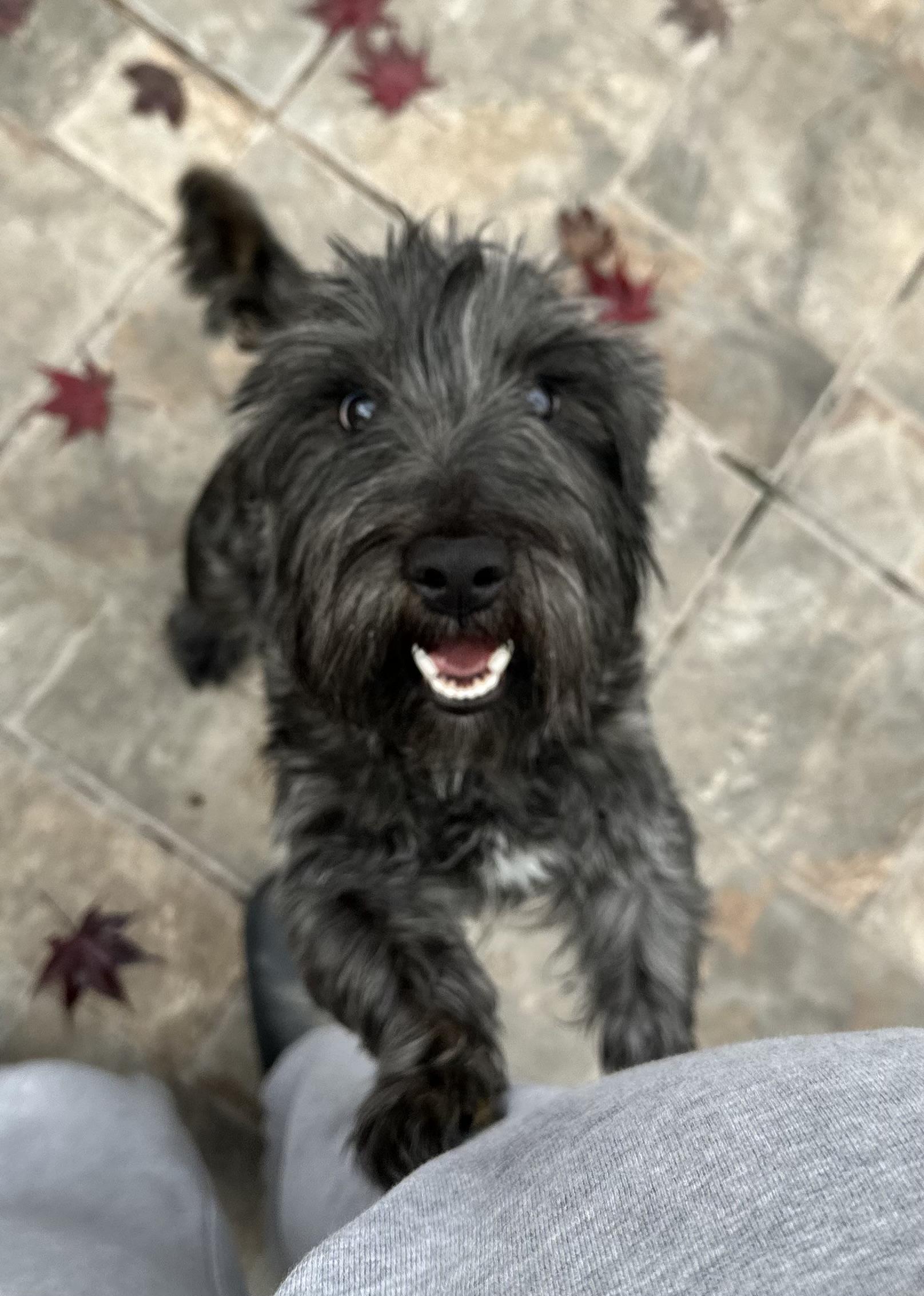 Enlarge Charles, an adopted mixed breed in Silver Spring, MD image 2/3