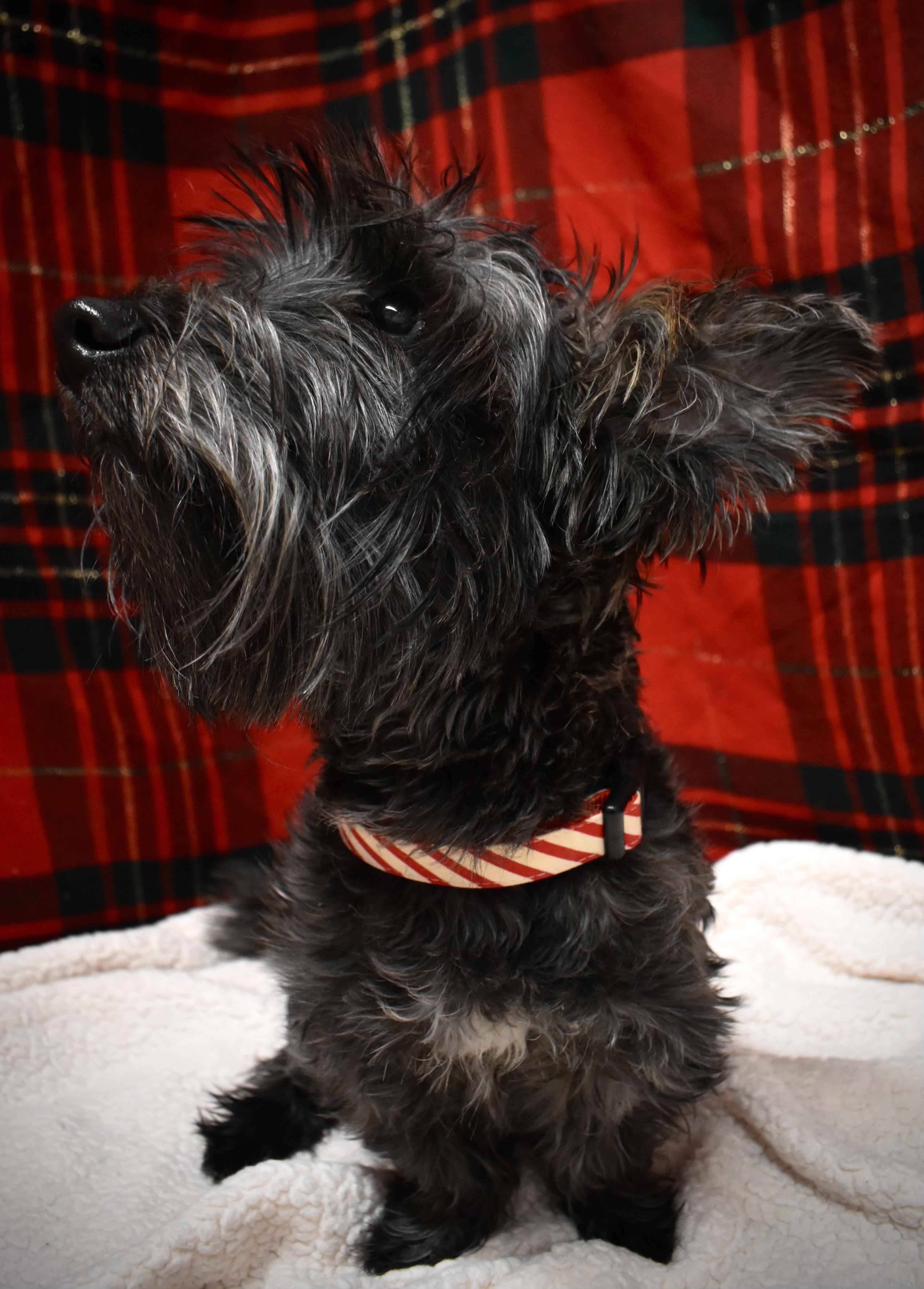 Charles, adopted, Young Male Scottish Terrier & Yorkshire Terrier.