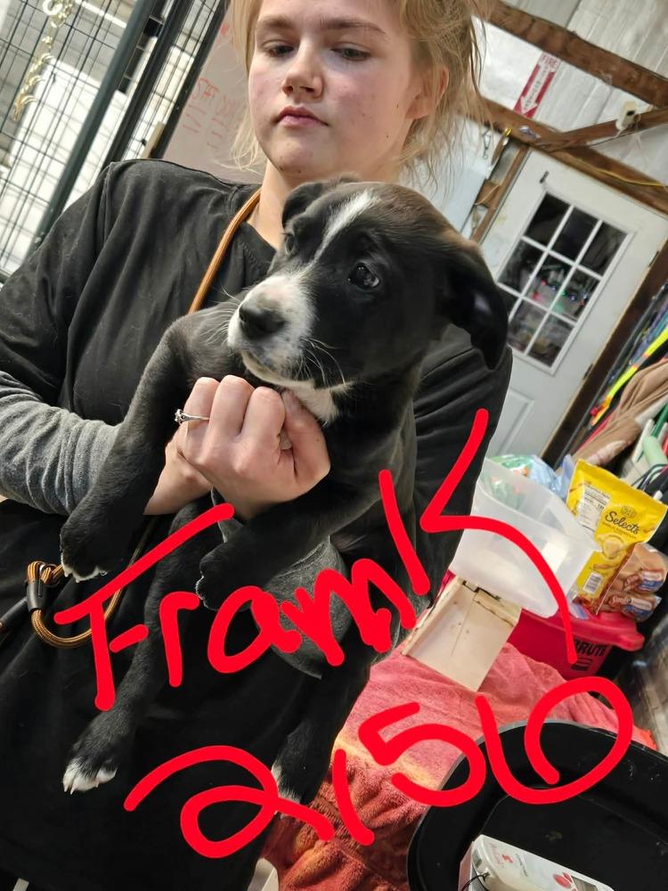 JW Frank, Adoptable, Puppy Male Mixed Breed.