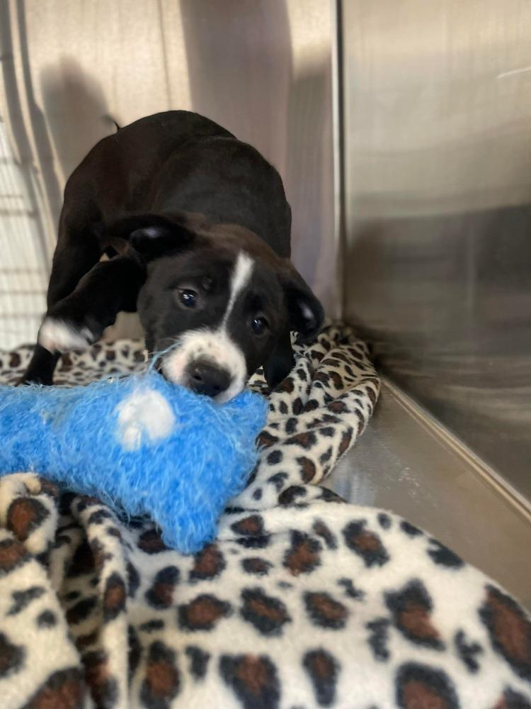 JW Frank, a Adoptable mixed breed in Warrenton, MO image 2/4