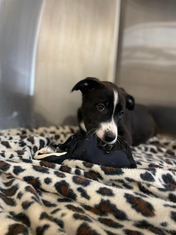 JW Frank, a Adoptable mixed breed in Warrenton, MO image 4/4