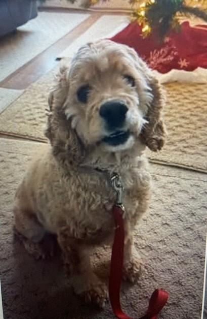 Enlarge Buddy -Adopted, an adopted Cocker Spaniel in Kannapolis, NC image 1/3