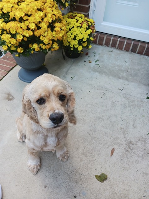 Buddy, Adoptable, Young Male Cocker Spaniel.