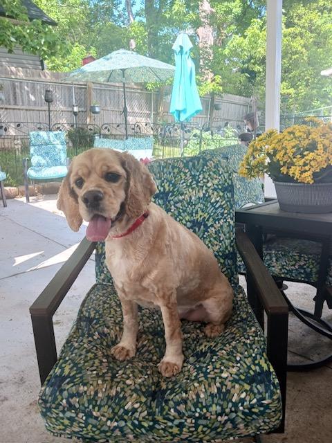 Buddy, a Adoptable Cocker Spaniel in Kannapolis, NC image 3/3
