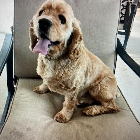 Buddy, a Adoptable Cocker Spaniel in Kannapolis, NC image 1/3