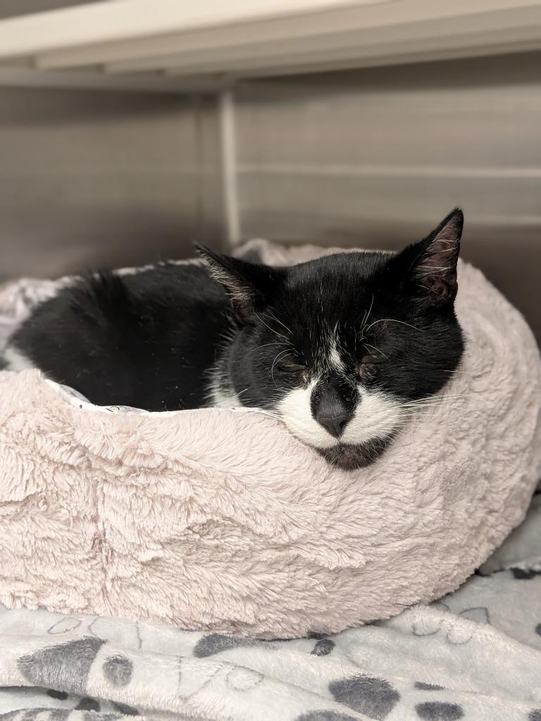 Tripp, Adoptable, Senior Male Domestic Short Hair.