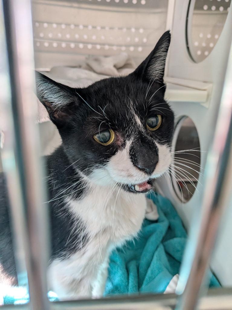 Tripp, Adoptable, Senior Male Domestic Short Hair.