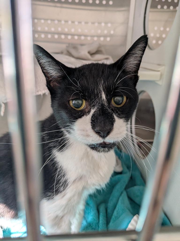 Enlarge Tripp, a Adoptable mixed breed in Hyde Park, NY image 2/4