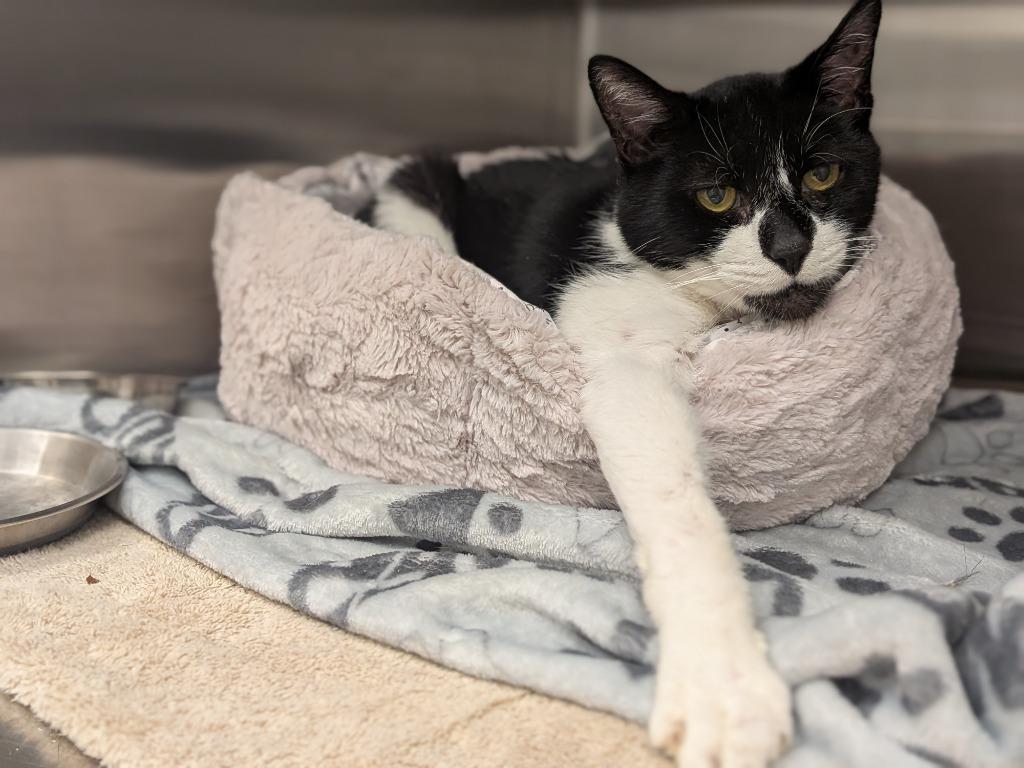 Enlarge Tripp, a Adoptable mixed breed in Hyde Park, NY image 3/4