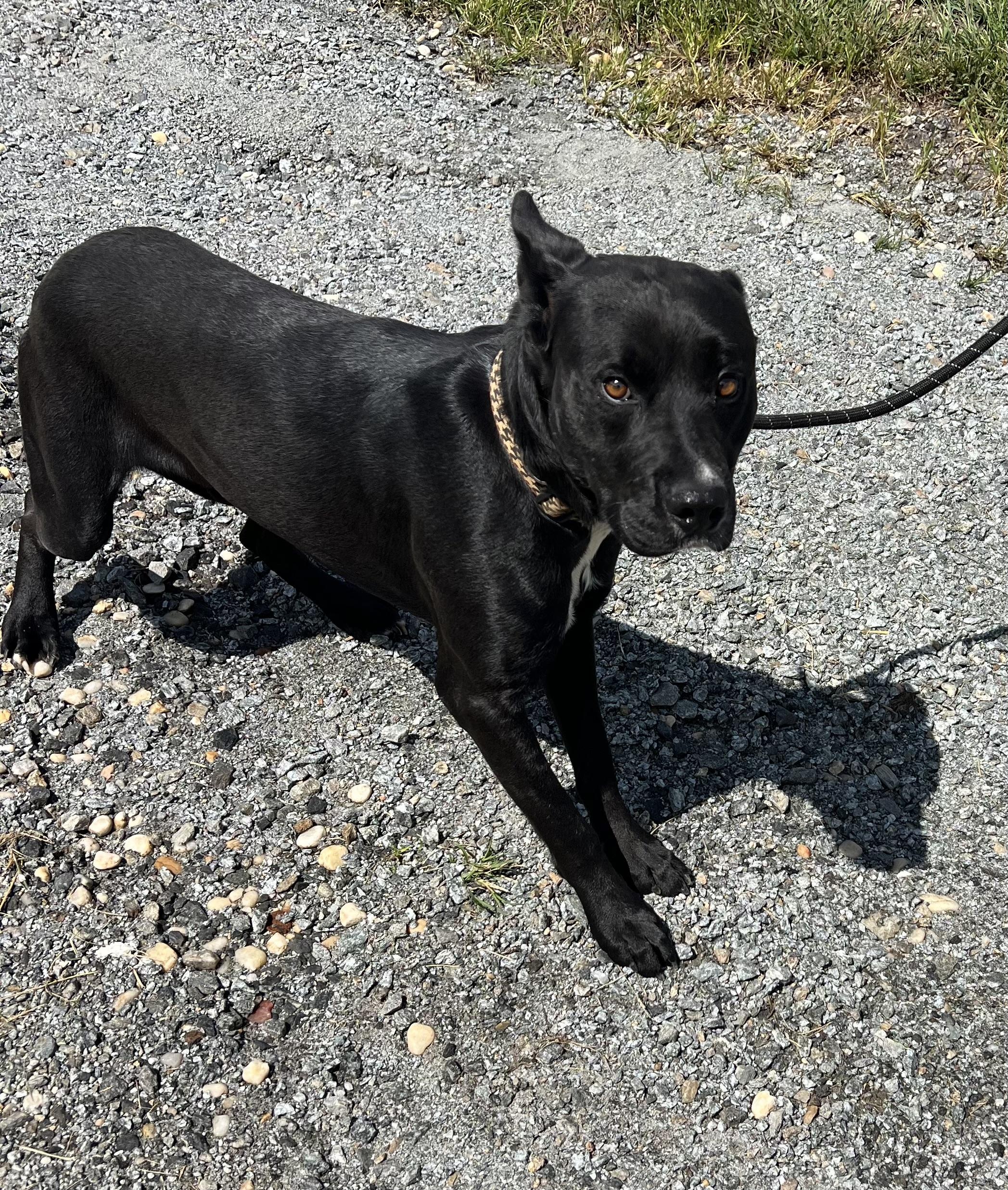 Enlarge Gunther, a ADOPTABLE mixed breed in sparta, NC image 2/3