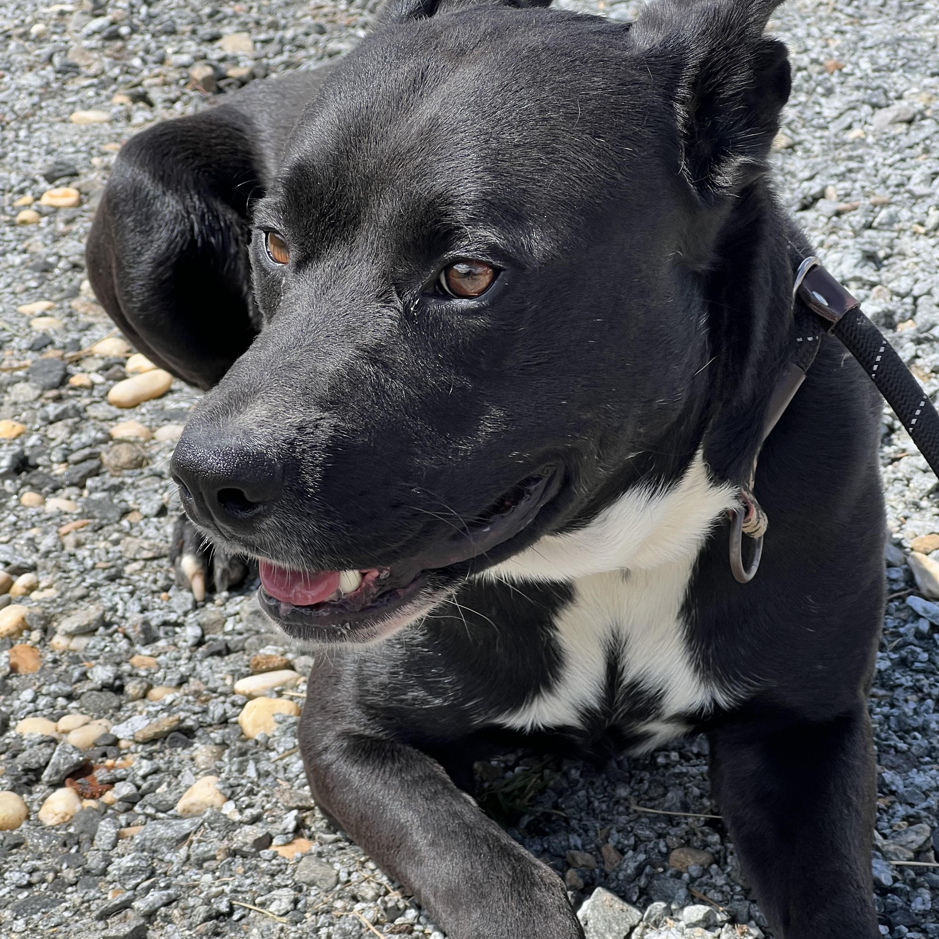 Enlarge Gunther, a Adoptable mixed breed in sparta, NC image 1/5