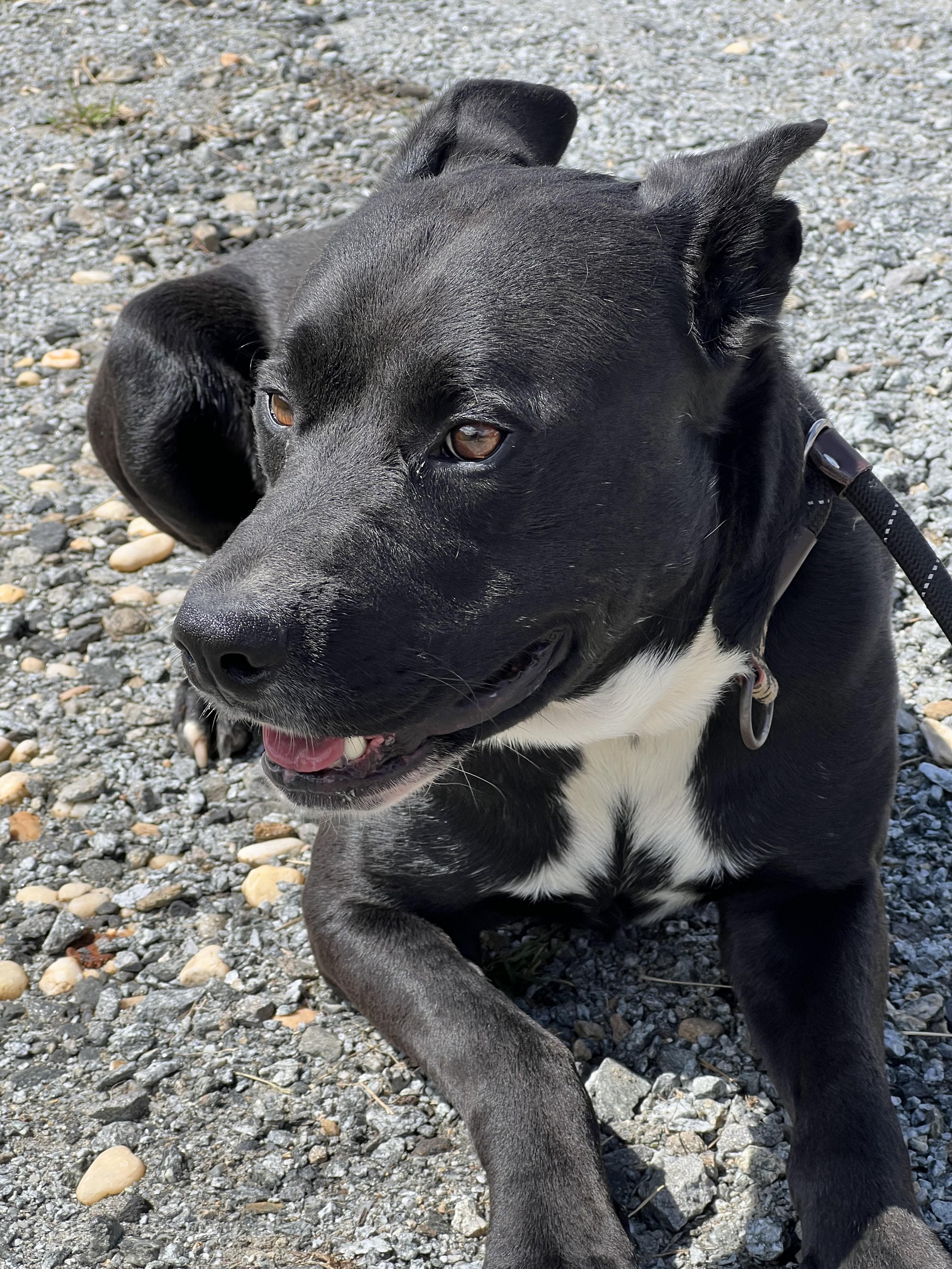 Enlarge Gunther, a ADOPTABLE mixed breed in sparta, NC image 1/3
