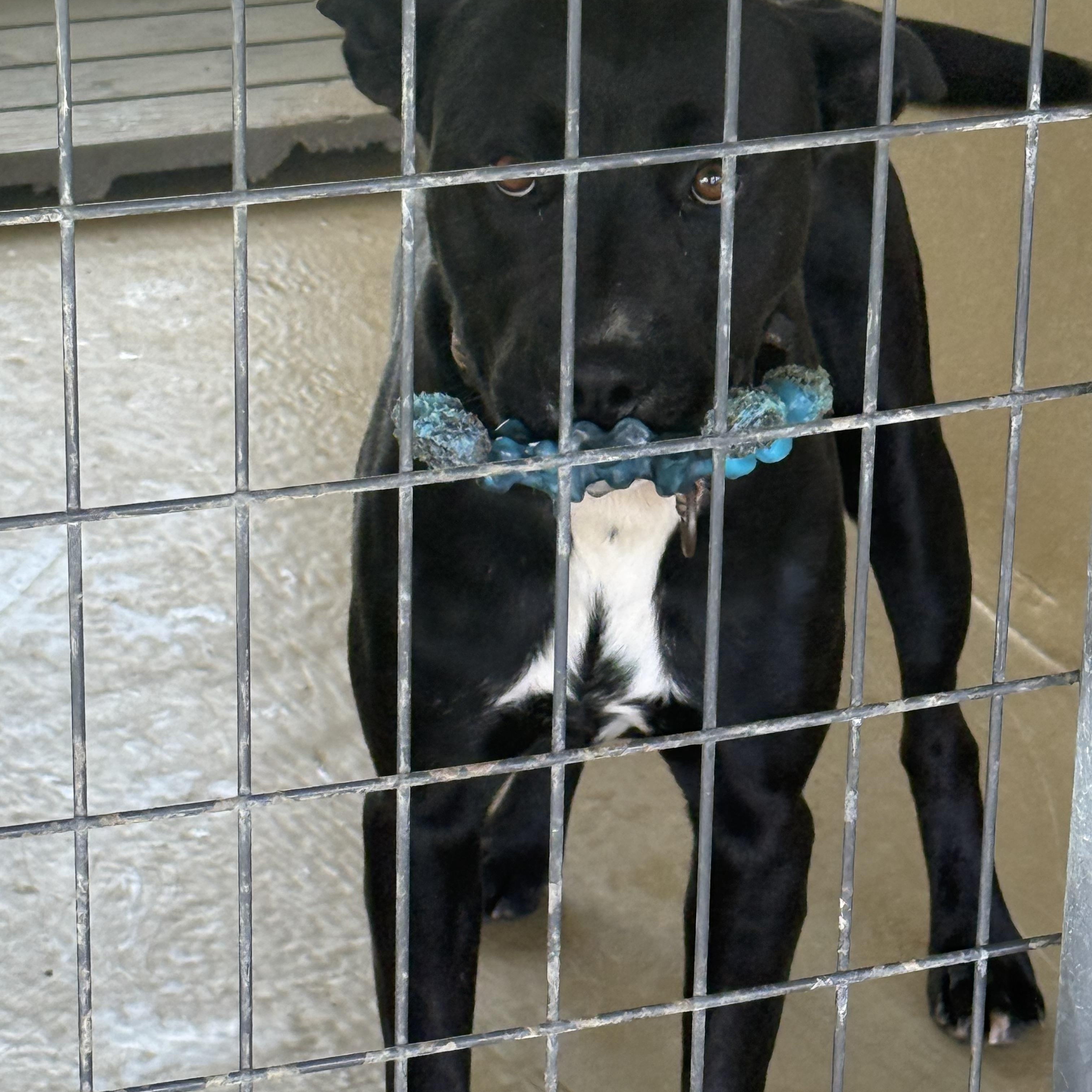 Enlarge Gunther, a Adoptable mixed breed in sparta, NC image 3/5