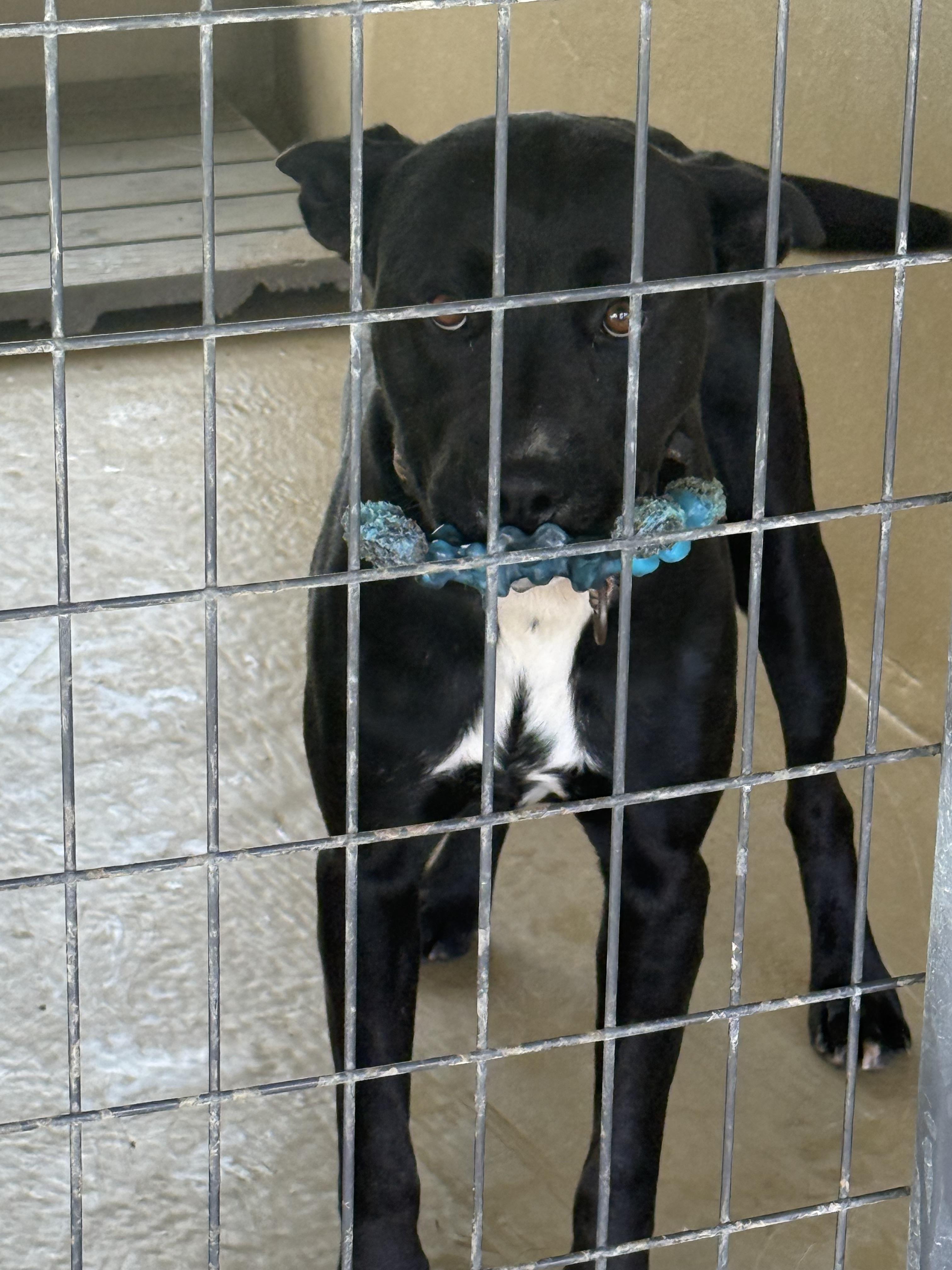 Enlarge Gunther, a ADOPTABLE mixed breed in sparta, NC image 3/3