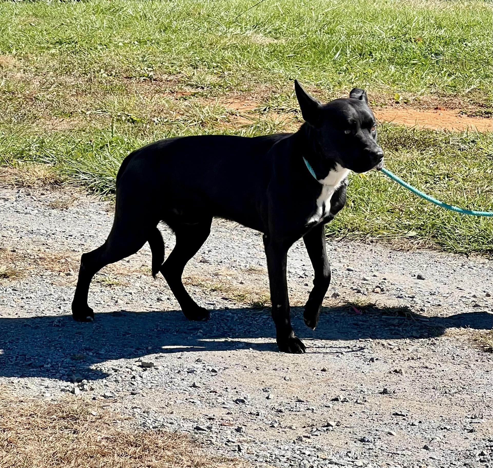 Enlarge Gunther, a Adoptable mixed breed in sparta, NC image 5/5