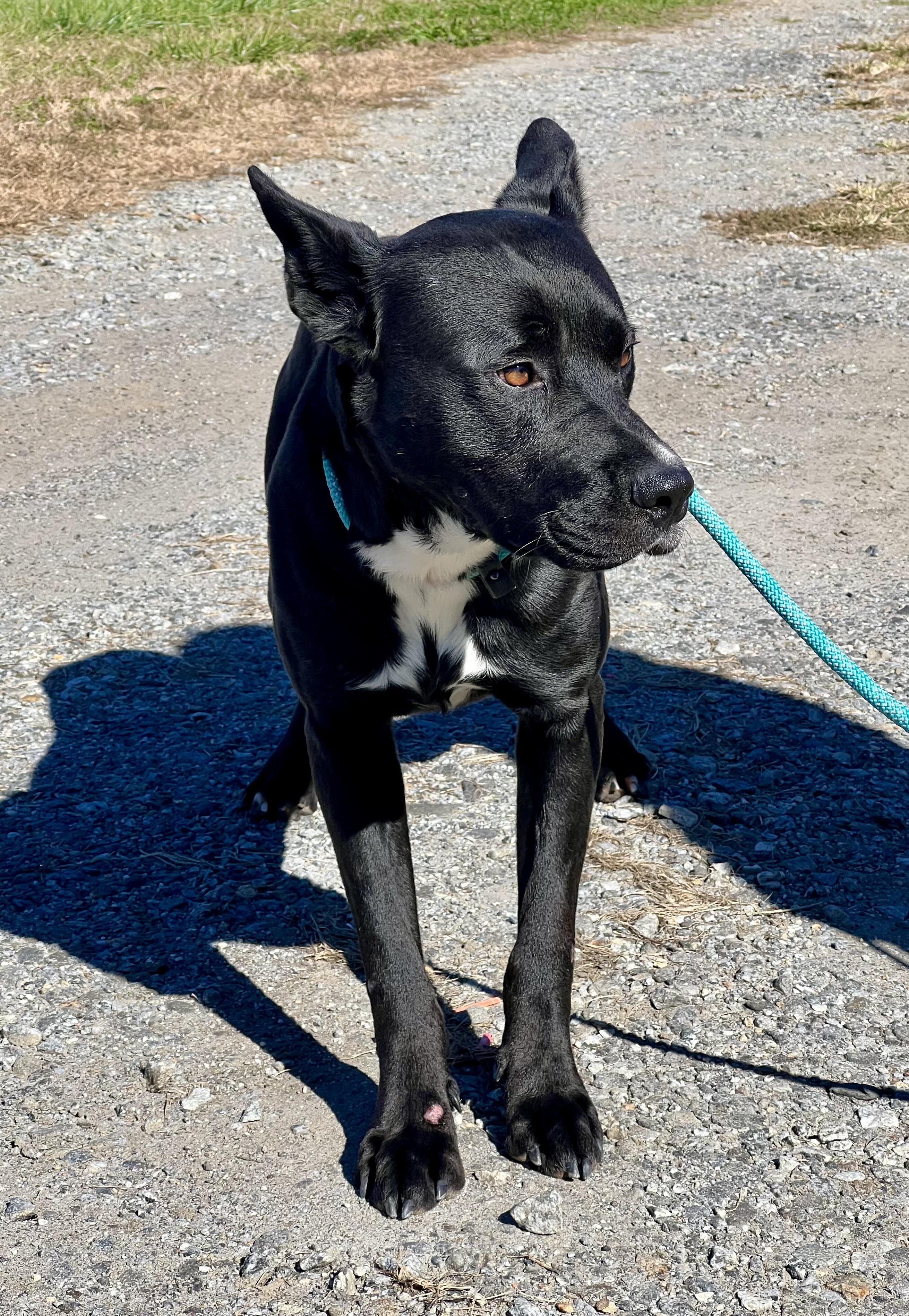 Enlarge Gunther, a Adoptable mixed breed in sparta, NC image 4/5