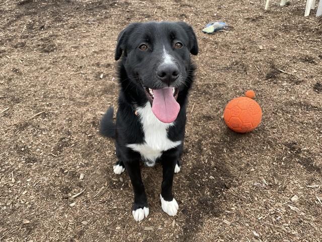HOBBES, Adoptable, Young Male Border Collie & Mixed Breed.