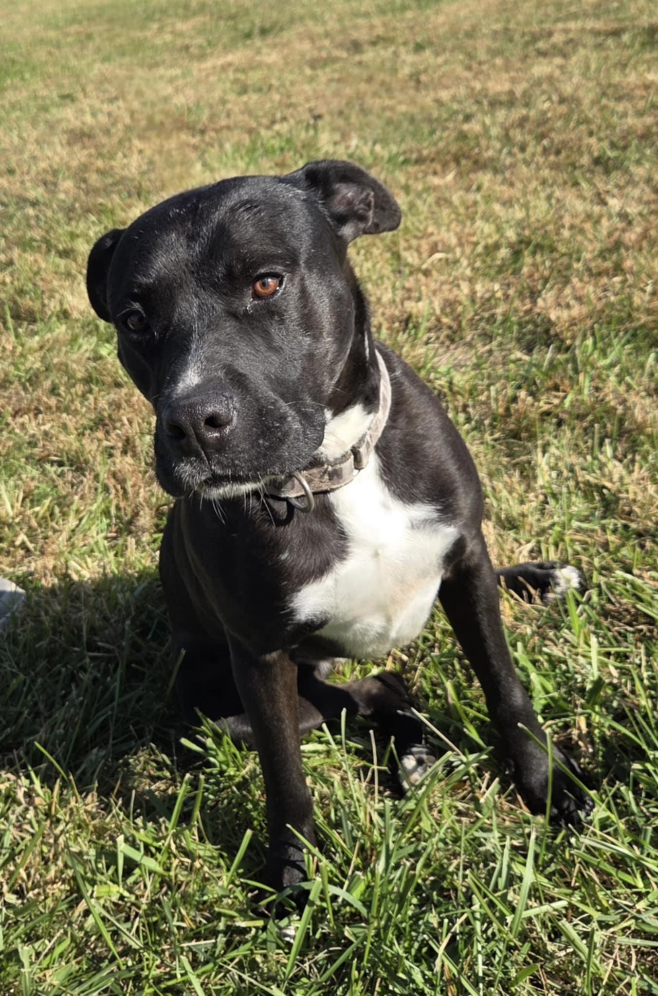 Enlarge Wilson, a ADOPTABLE mixed breed in O'Fallon, MO image 1/3