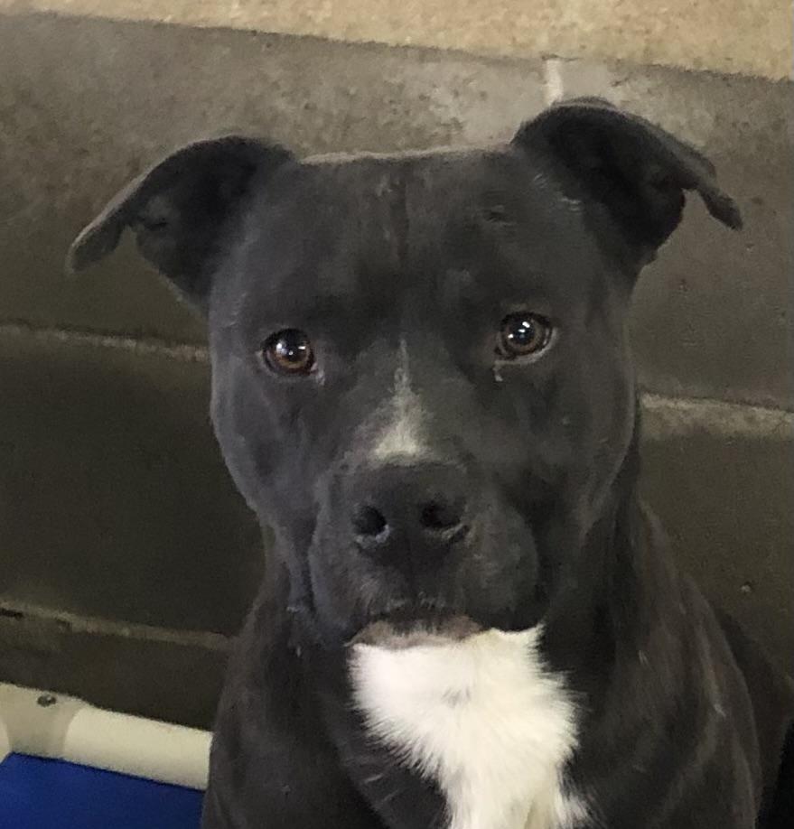 Enlarge Wilson, a ADOPTABLE mixed breed in O'Fallon, MO image 2/3