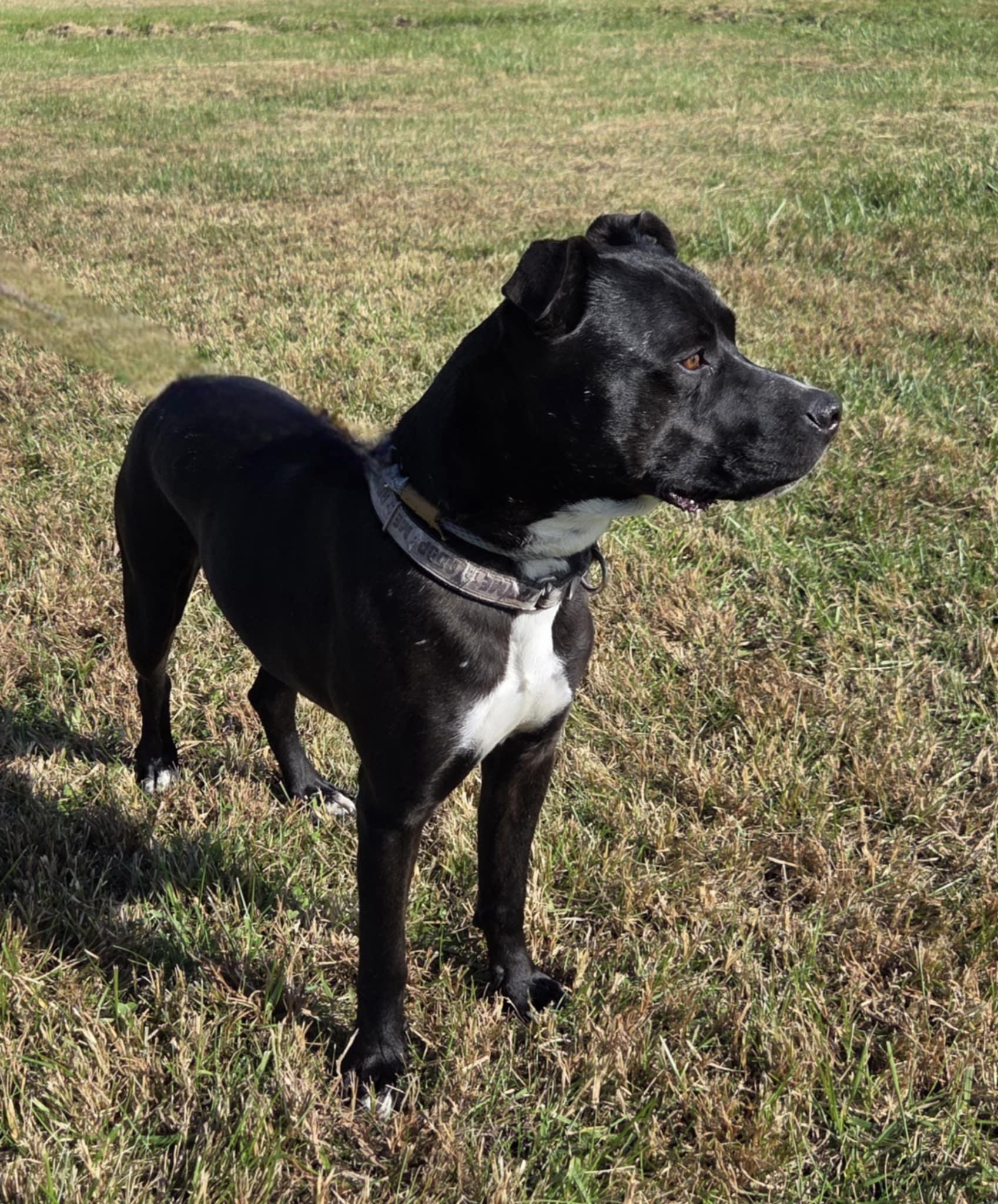 Enlarge Wilson, a ADOPTABLE mixed breed in O'Fallon, MO image 3/3