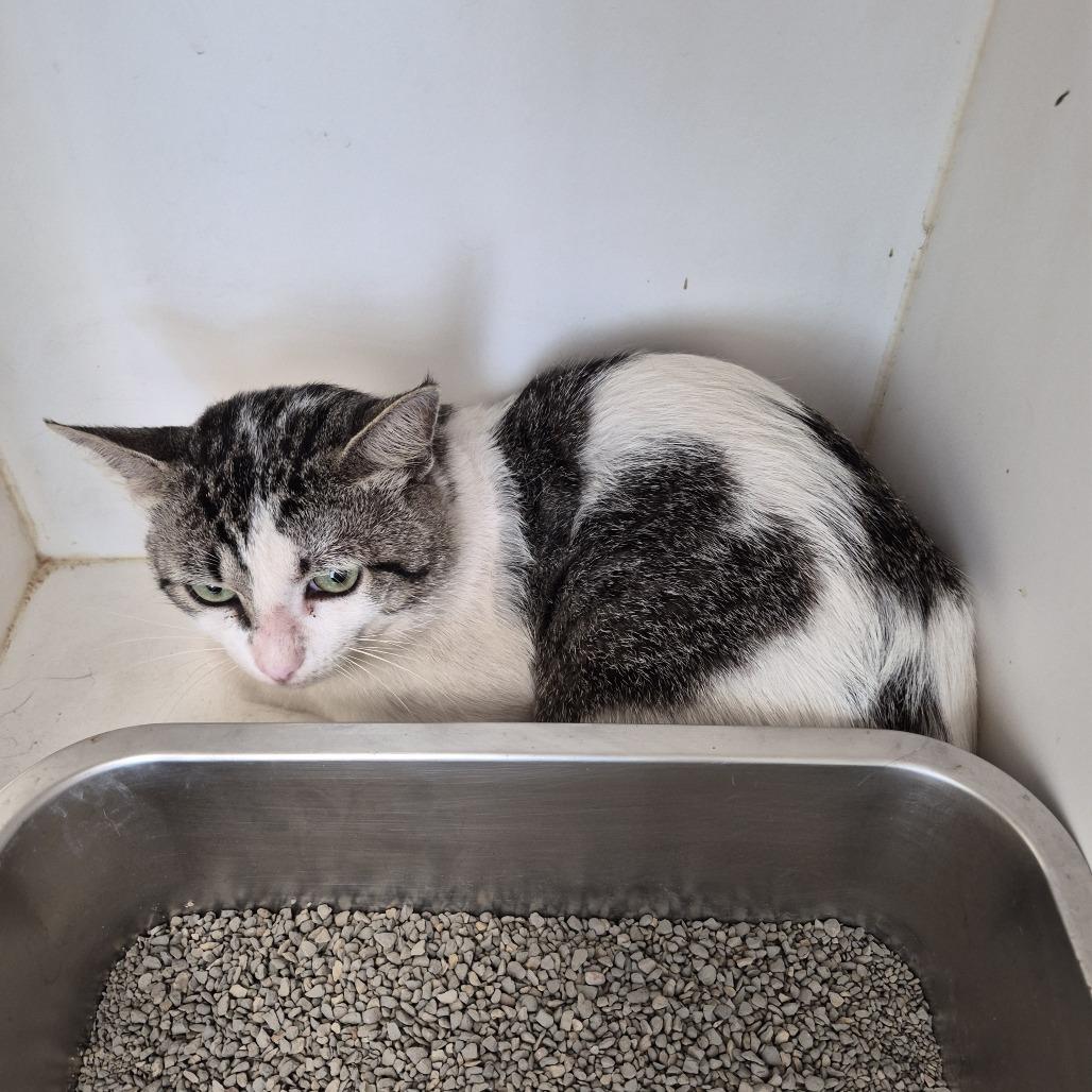 Enlarge TXAC-Stray-19847, a Adoptable Domestic Short Hair in Portland, TX image 1/1