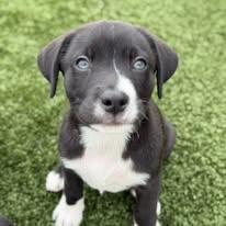 Leonard, ADOPTABLE, Puppy Male Mixed Breed.