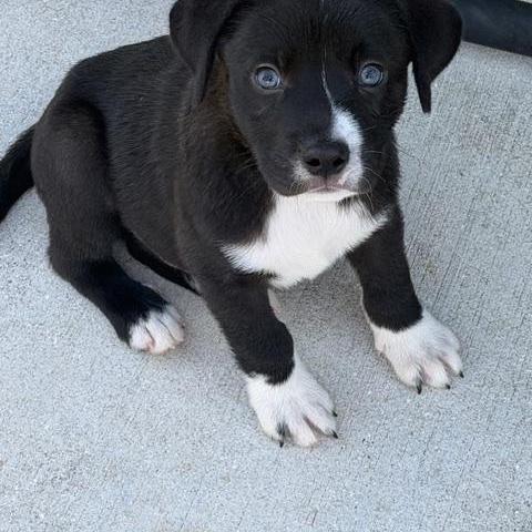 Leonard, ADOPTABLE, Puppy Male Mixed Breed.