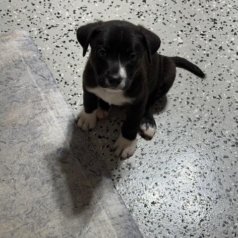 Enlarge Leonard, a ADOPTABLE Mixed Breed in LEHIGH ACRES, FL image 2/4