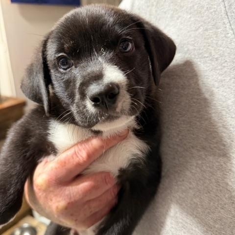 Enlarge Leonard, a ADOPTABLE Mixed Breed in LEHIGH ACRES, FL image 3/4