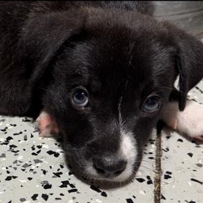 Enlarge Leonard, a ADOPTABLE Mixed Breed in LEHIGH ACRES, FL image 4/4