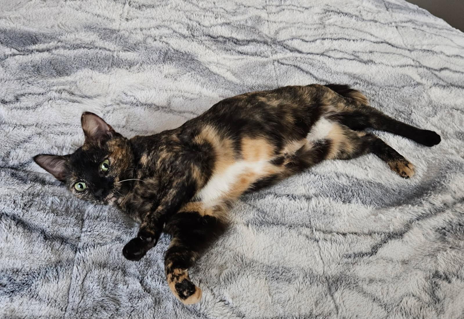 Enlarge Aurora, a ADOPTABLE Domestic Short Hair in Louisville, KY image 3/3