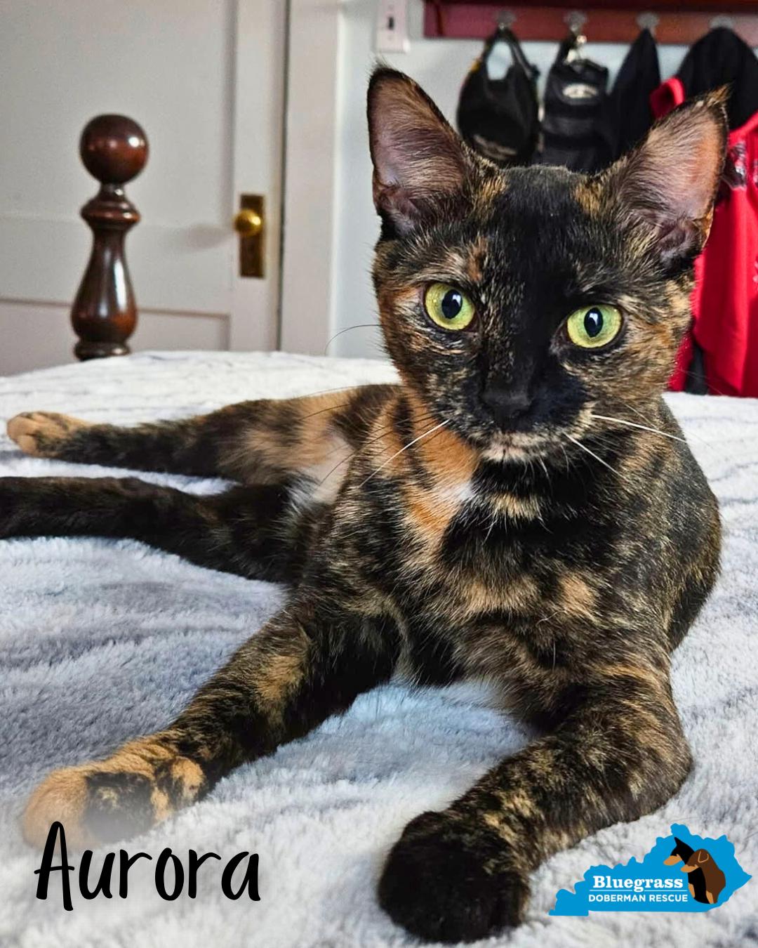 Aurora, ADOPTABLE, Adult Female Domestic Short Hair.