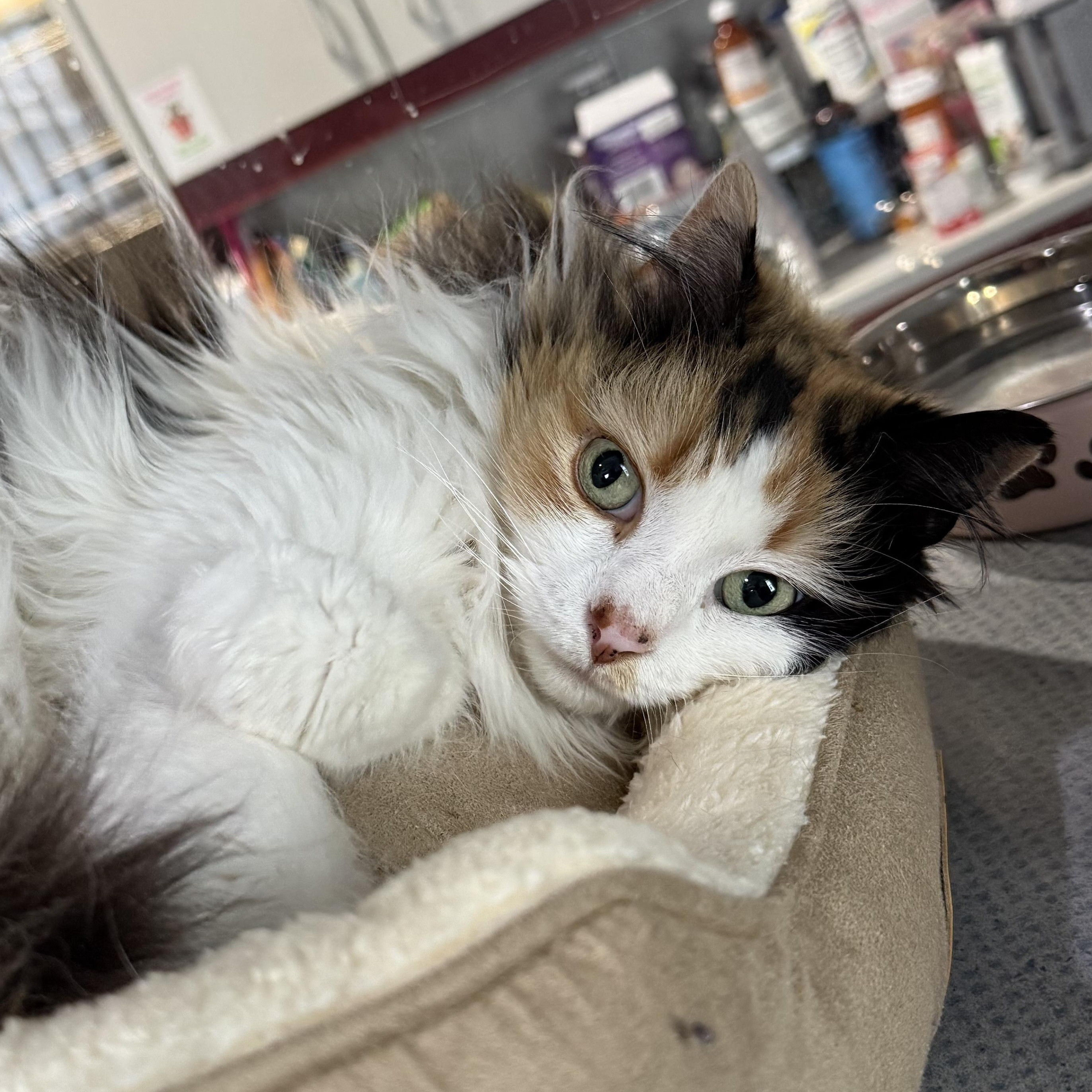 Clementine, adopted, Adult Female Domestic Long Hair.