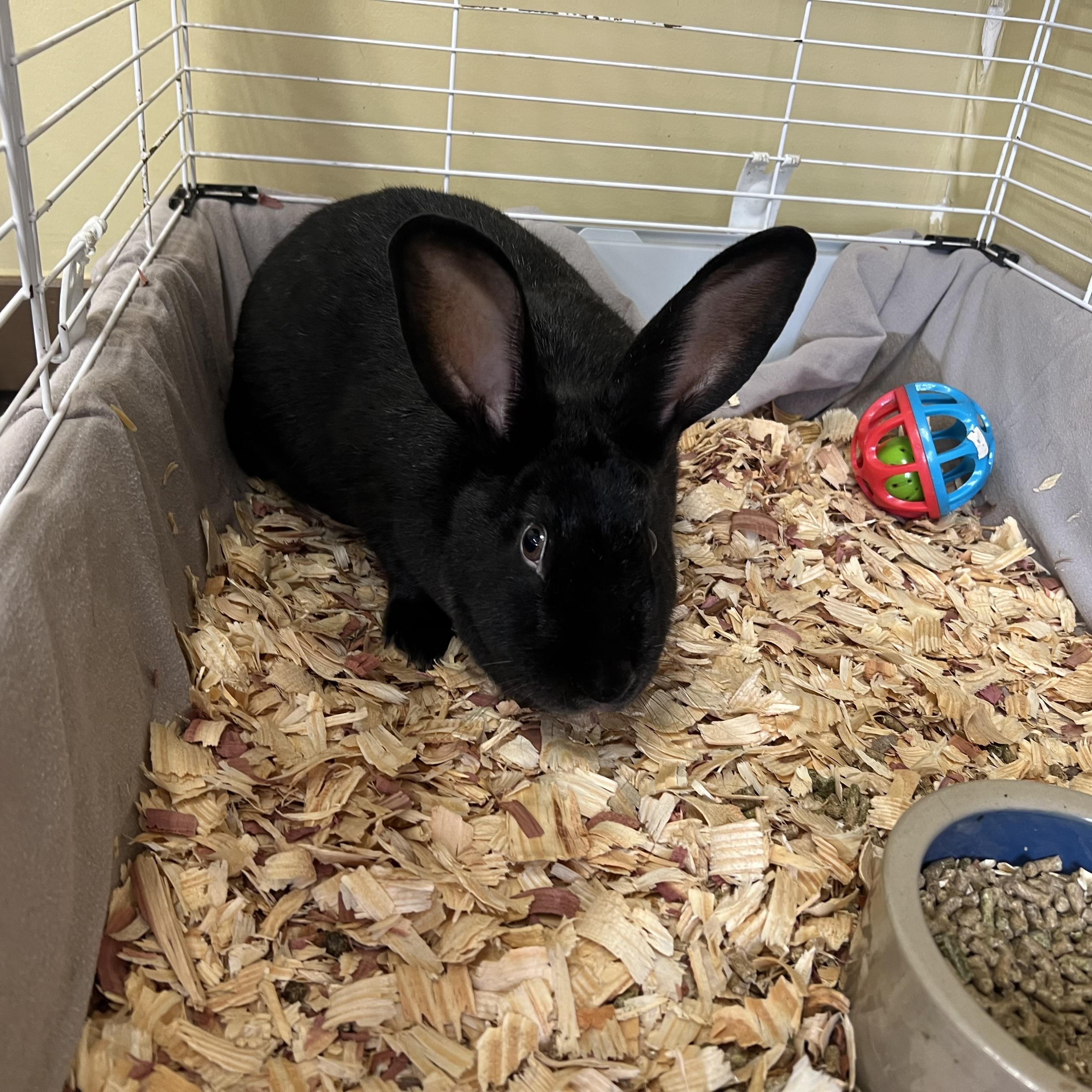 Enlarge Drew Bunnymore **NO FEE** (Sponsored by Bowlmor Lanes Fairmont), a ADOPTABLE American in Fairmont, MN image 2/4