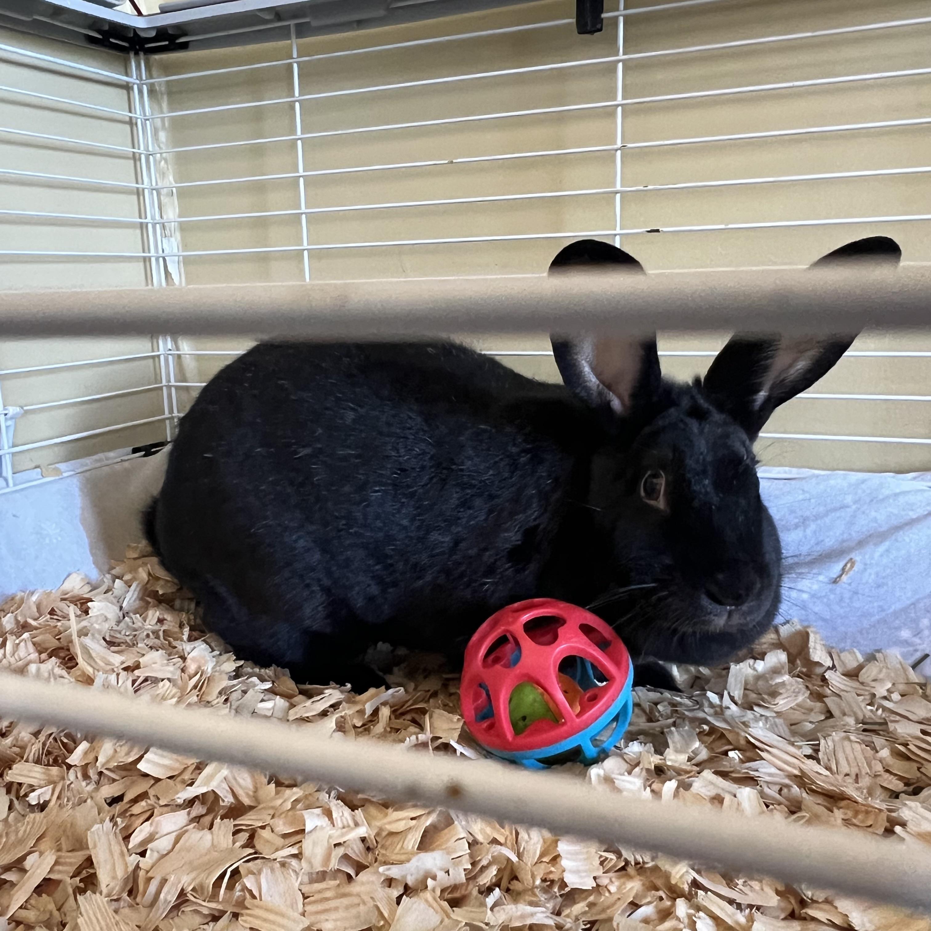 Enlarge Drew Bunnymore **NO FEE** (Sponsored by Bowlmor Lanes Fairmont), a ADOPTABLE American in Fairmont, MN image 3/4
