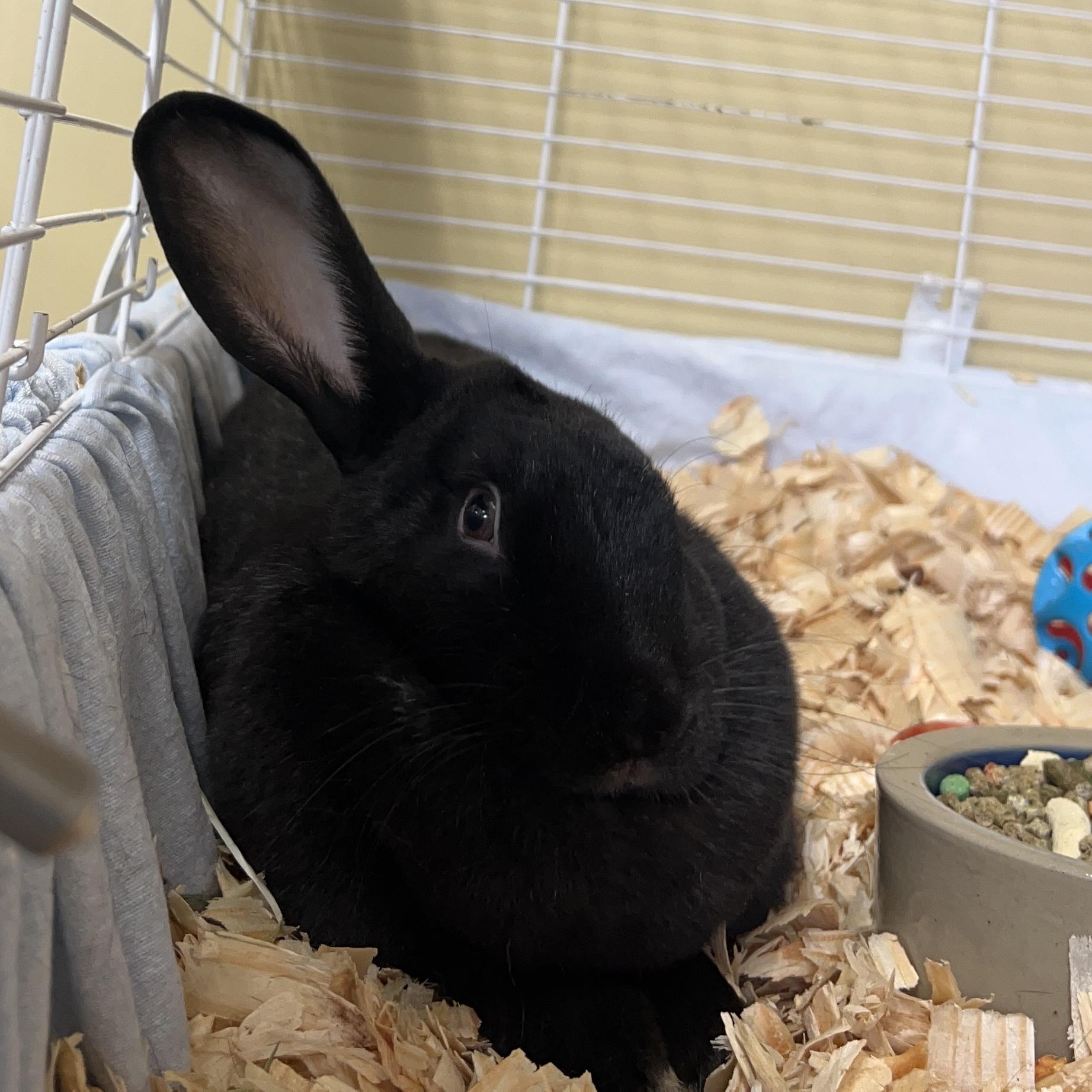 Enlarge Drew Bunnymore **NO FEE** (Sponsored by Bowlmor Lanes Fairmont), a ADOPTABLE American in Fairmont, MN image 4/4