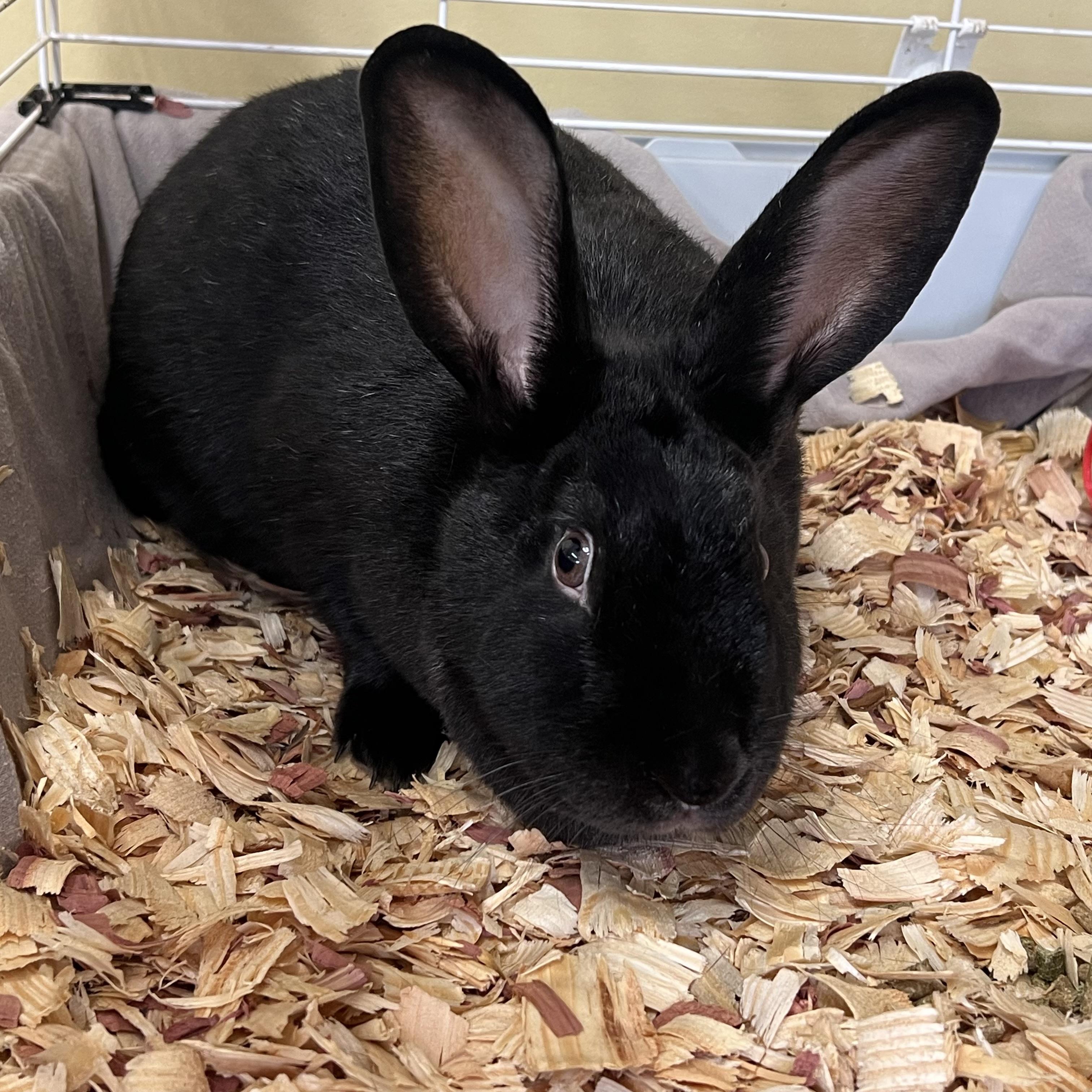 Enlarge Drew Bunnymore **NO FEE** (Sponsored by Bowlmor Lanes Fairmont), a ADOPTABLE American in Fairmont, MN image 1/4