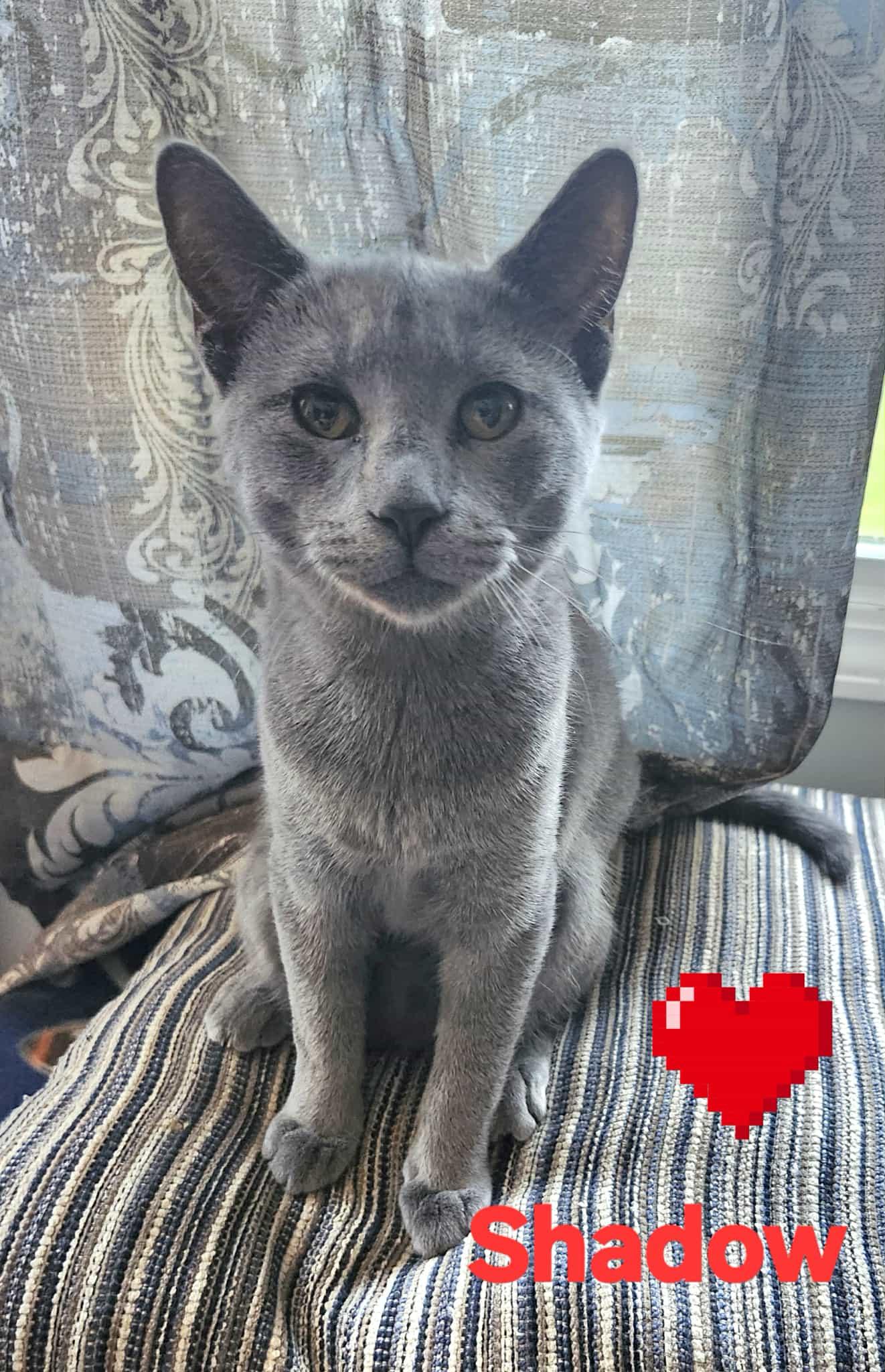 Shadow, Adoptable, Kitten Male Domestic Short Hair.