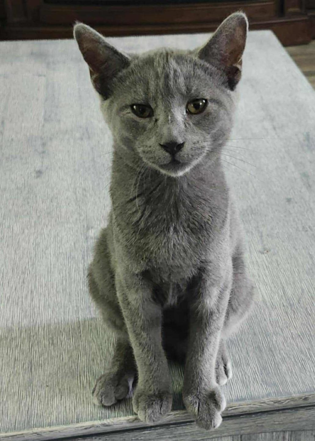 Shadow, a Adoptable Domestic Short Hair in Beckley, WV image 1/2