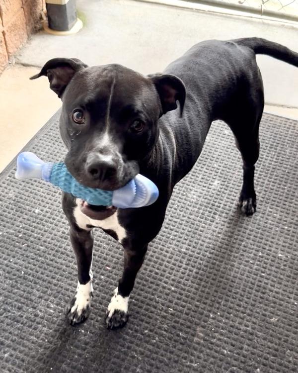 Nico, Adoptable, Adult Male Pit Bull Terrier.