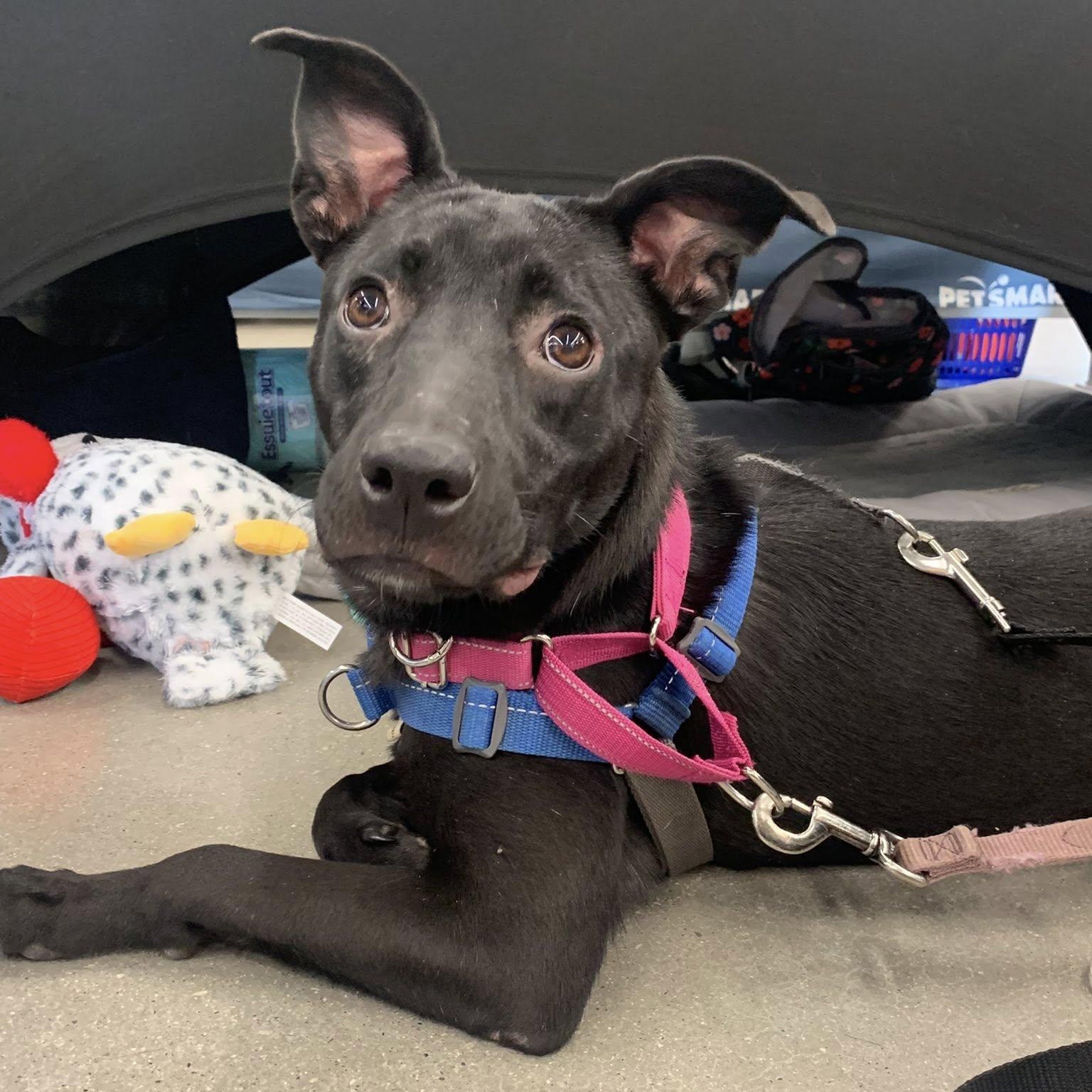 Olive, a Adoptable mixed breed in Woodstock, ON image 2/6