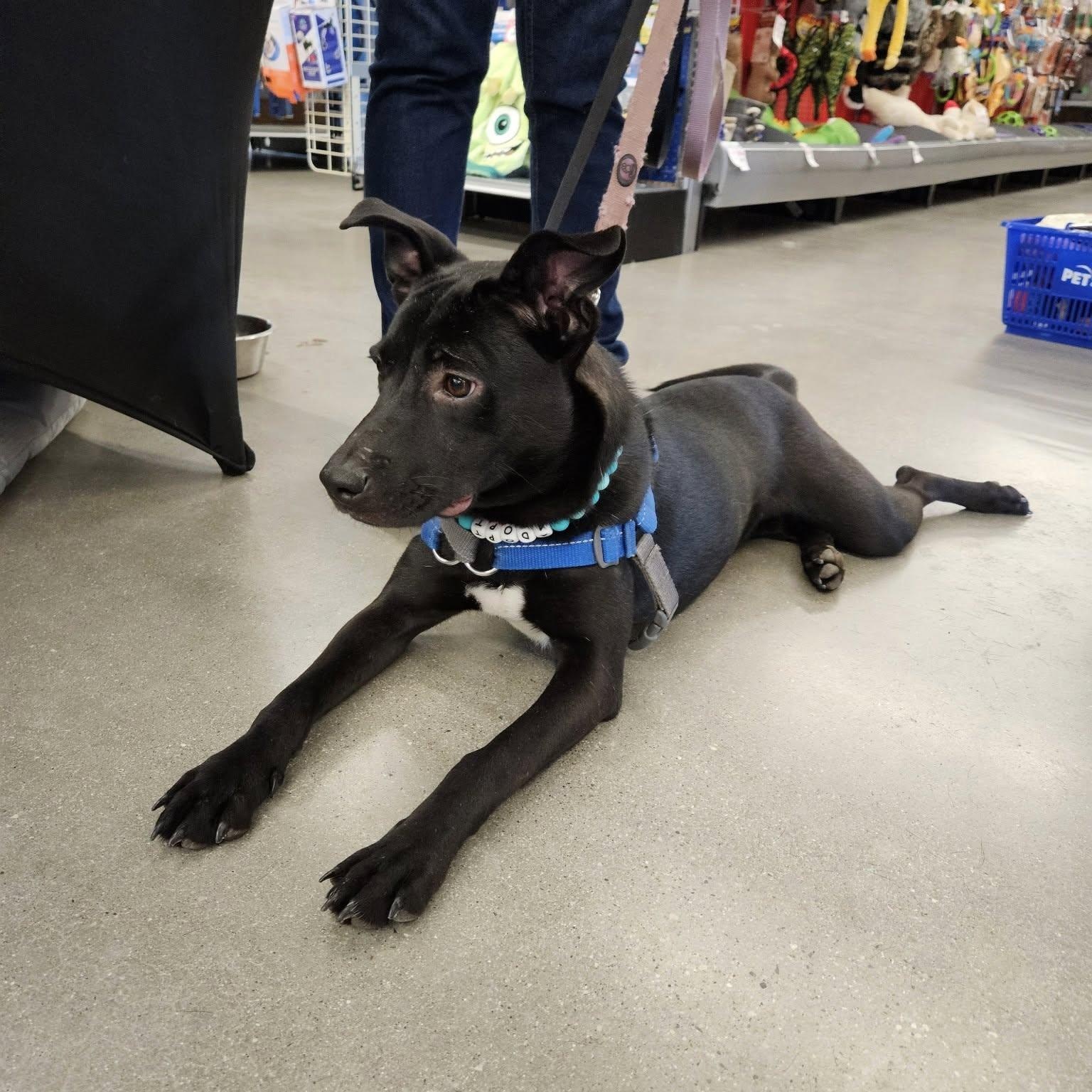 Olive, a Adoptable mixed breed in Woodstock, ON image 4/6