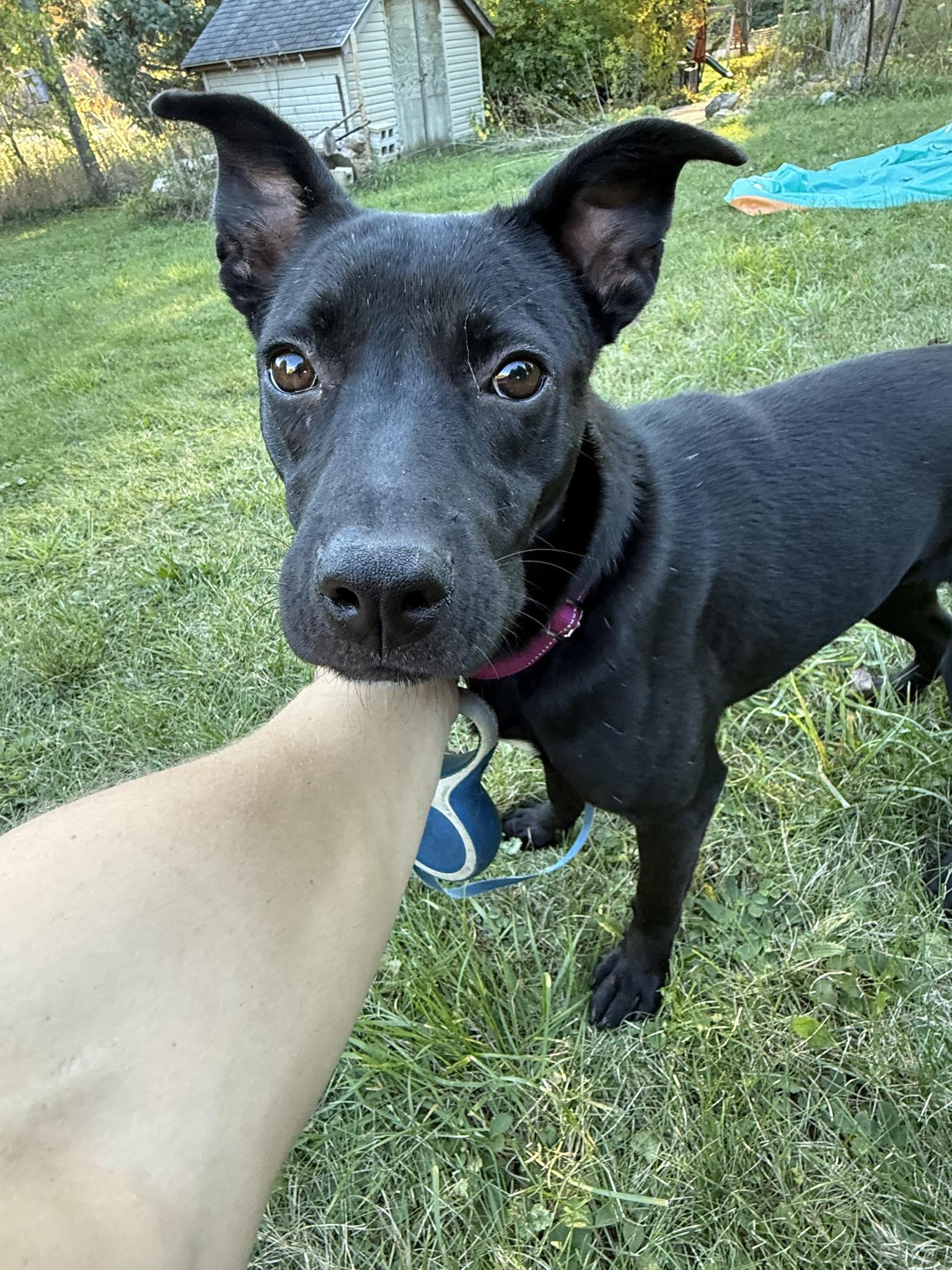 Olive, a Adoptable mixed breed in Woodstock, ON image 5/6